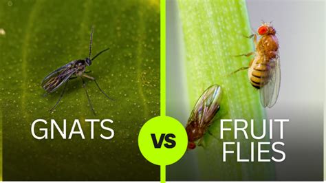 what flies are similar to fruit flies